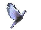 staydove.gif (38556 bytes)